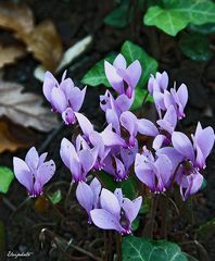 Cyclamen dans les bois