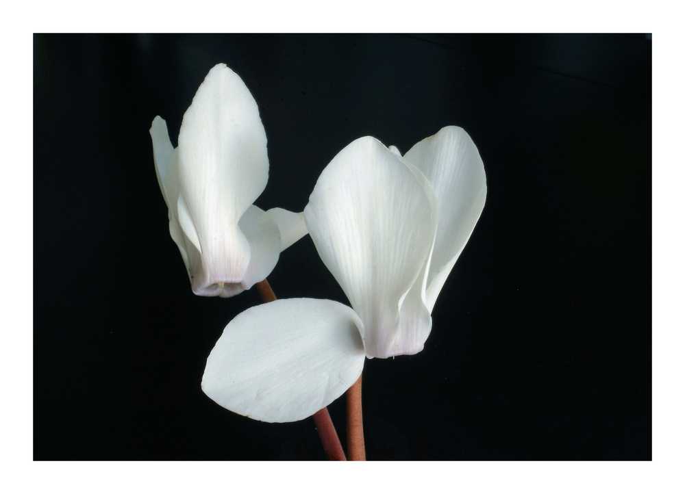 Cyclamen