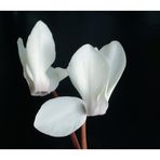 Cyclamen