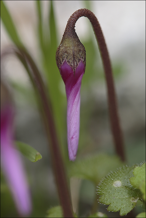 Cyclamen en bouton