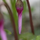 Cyclamen en bouton