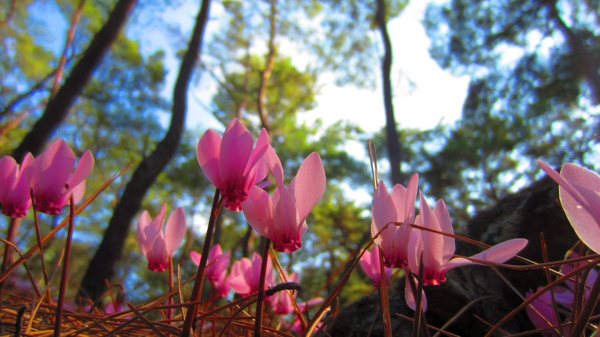 Cyclamen