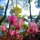 Cyclamen