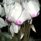 Cyclamen