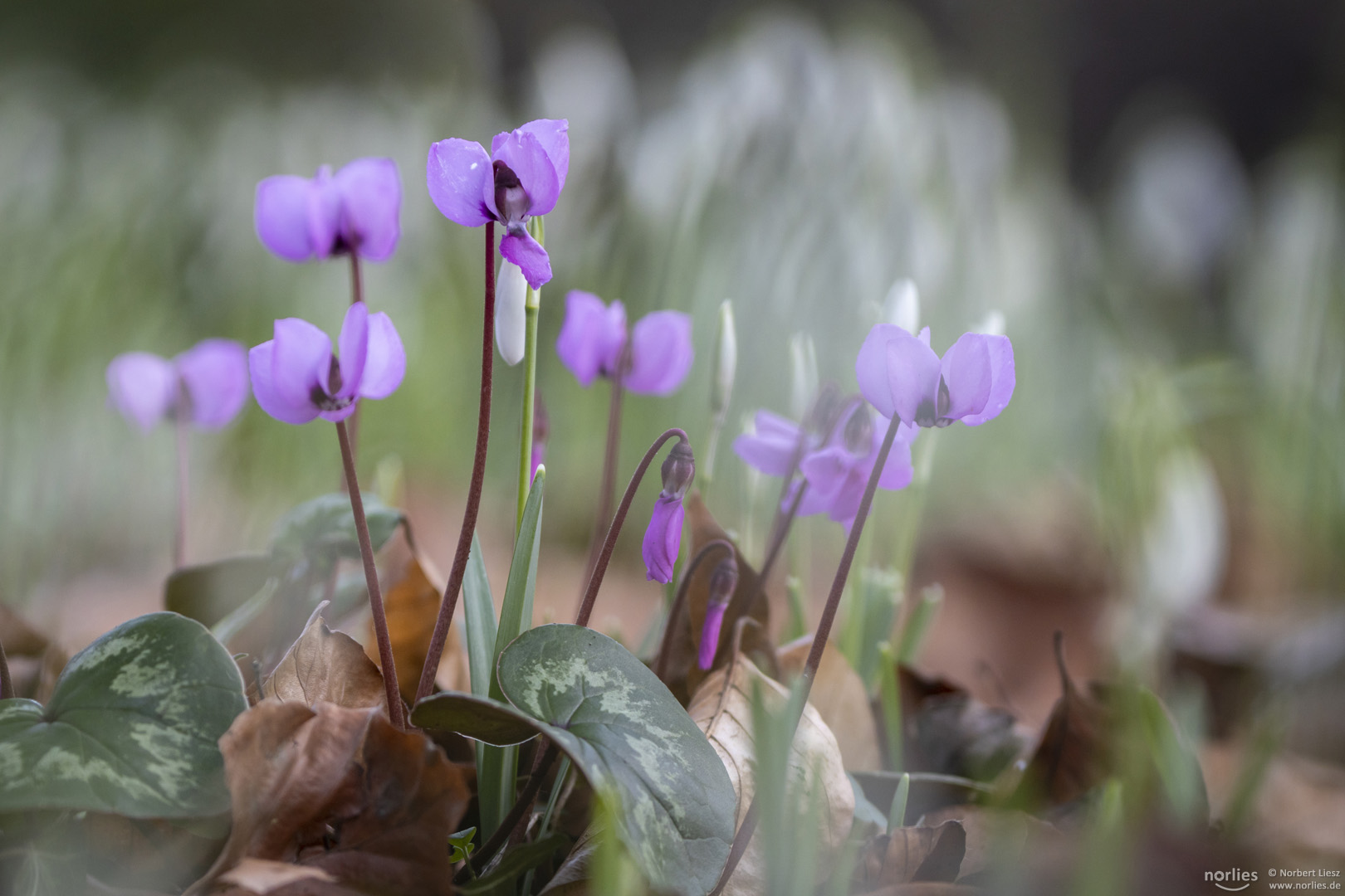 cyclamen