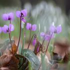 cyclamen