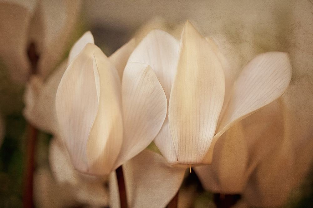 Cyclamen....