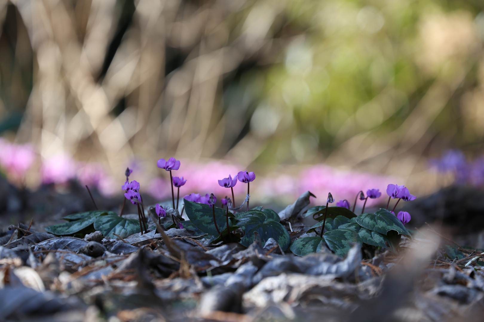 Cyclamen hederifoliium