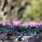 Cyclamen hederifoliium