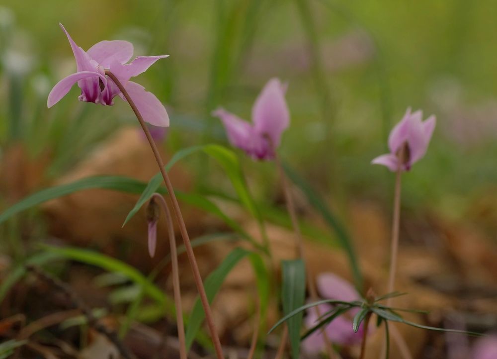 Cyclamen hederifolium