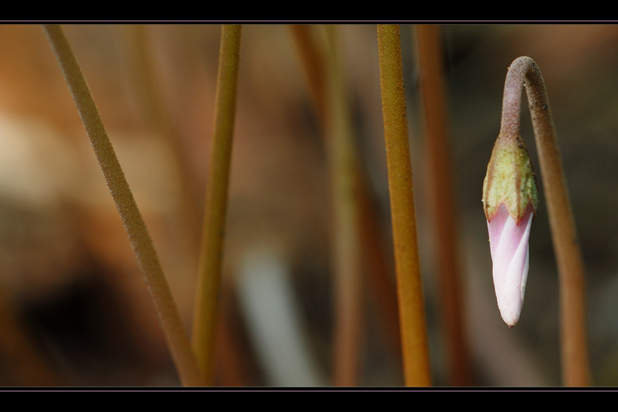 Cyclamen hederifolium - farbversion -