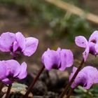 Cyclamen im Garten künden vom nahen Frühling