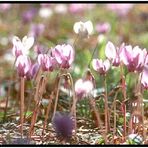 Cyclamen im Herbst