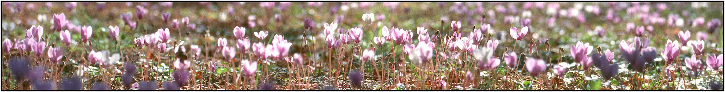 Cyclamen im Herbst