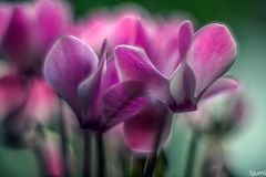 Cyclamen magic