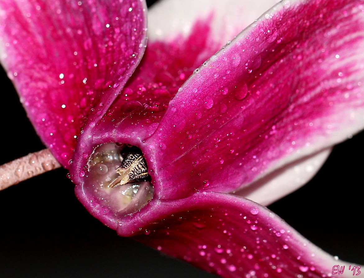 ~ Cyclamen persicum ~