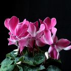 Cyclamen persicum