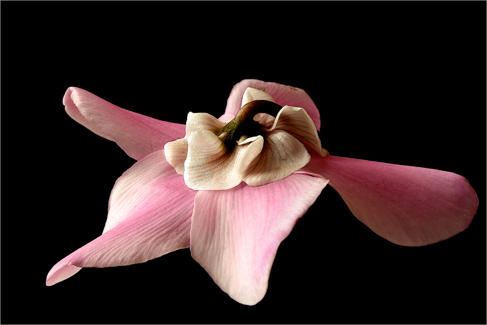 Cyclamen persicum ...