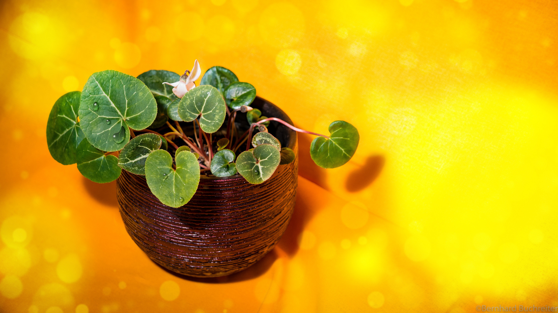 Cyclamen persicum