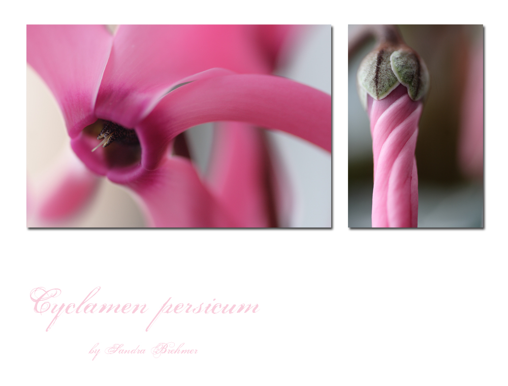 Cyclamen persicum