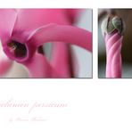 Cyclamen persicum