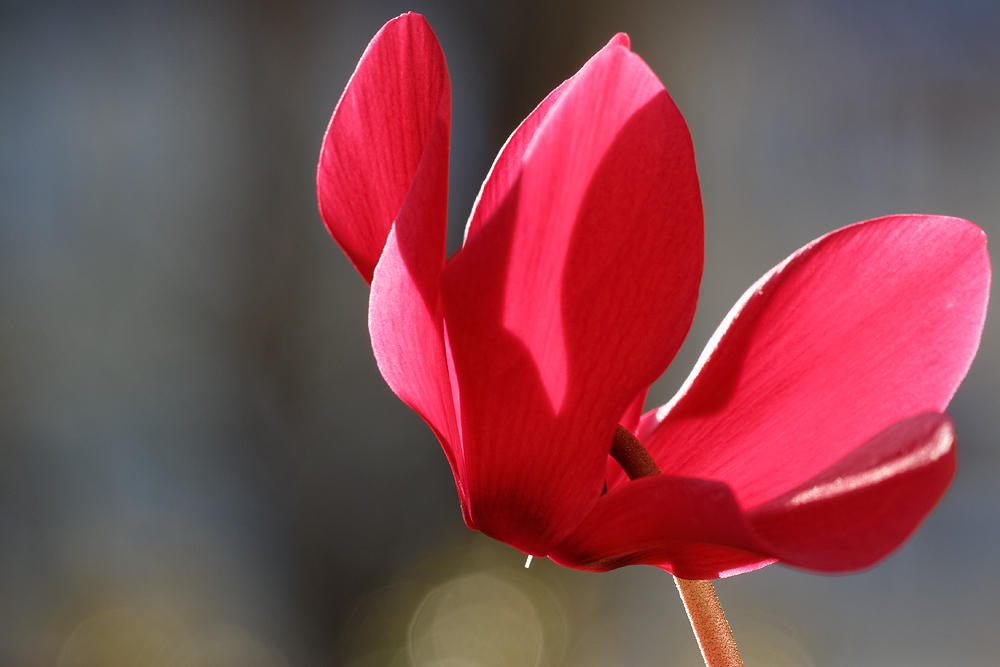 Cyclamen persicum I