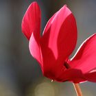 Cyclamen persicum I