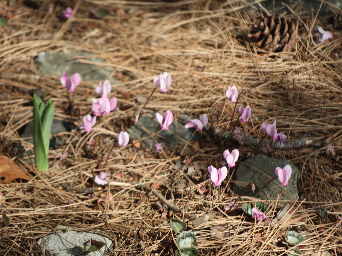 Cyclamen purpurascens