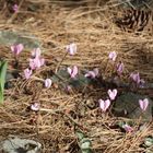 Cyclamen purpurascens