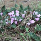 Cyclamen purpurascens