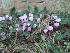 Cyclamen purpurascens