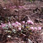 Cyclamen purpurascens