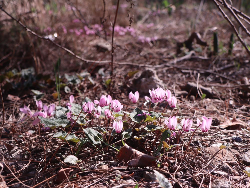 Cyclamen purpurascens