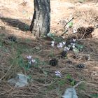 Cyclamen purpurascens