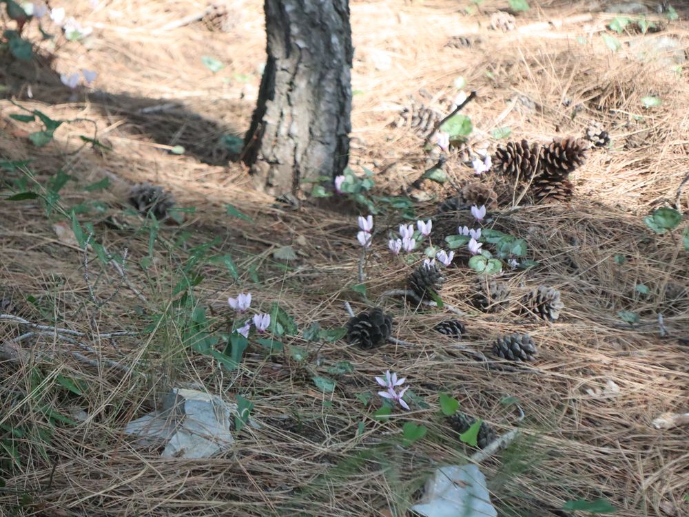 Cyclamen purpurascens