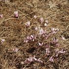 Cyclamen purpurascens