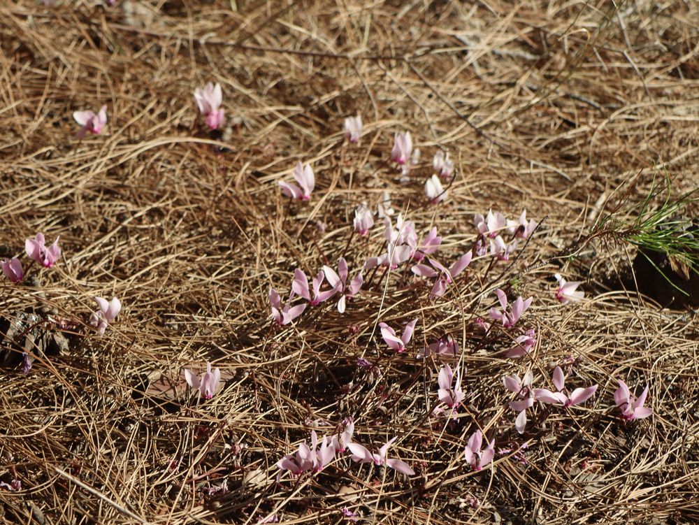 Cyclamen purpurascens