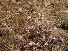 Cyclamen purpurascens