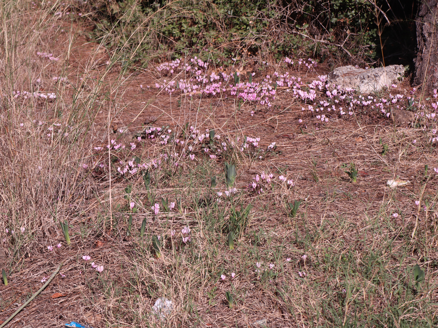 Cyclamen purpurascens