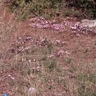 Cyclamen purpurascens