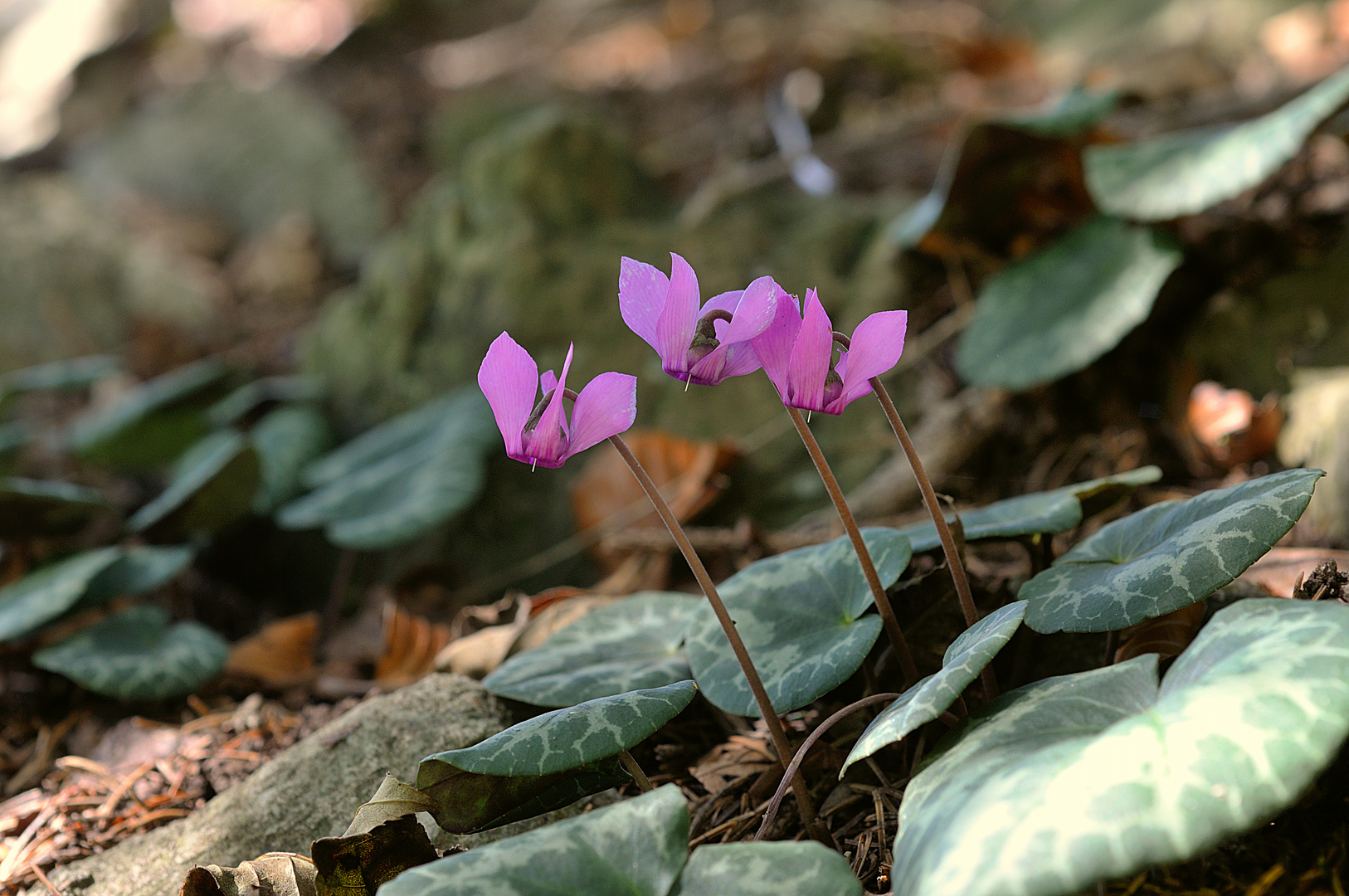 Cyclamen purpurascens / Alpenveilchen