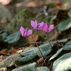 Cyclamen purpurascens / Alpenveilchen