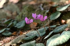 Cyclamen purpurascens / Alpenveilchen