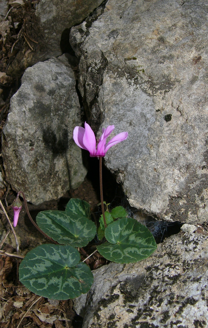 Cyclamen purpurascens