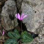 Cyclamen purpurascens