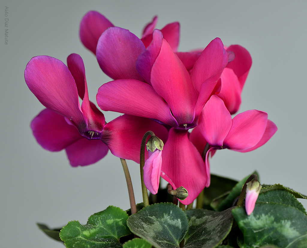 Cyclamen rosado