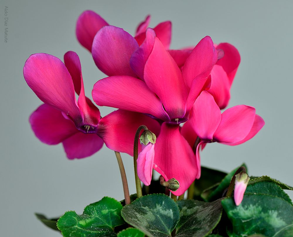 Cyclamen rosado