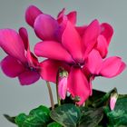 Cyclamen rosado