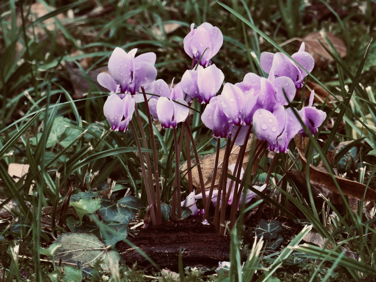 ...cyclamen -sauvage !!!...