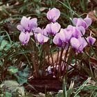 ...cyclamen -sauvage !!!...